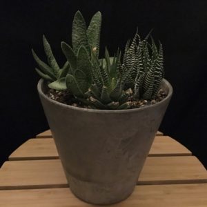 Gasteria & Haworthia