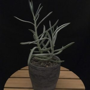 Chalk Grey Pot