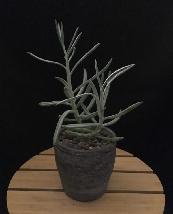 Chalk Grey Pot