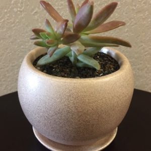 Pink Shimmer Pot