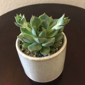 Small Echeveria Pot