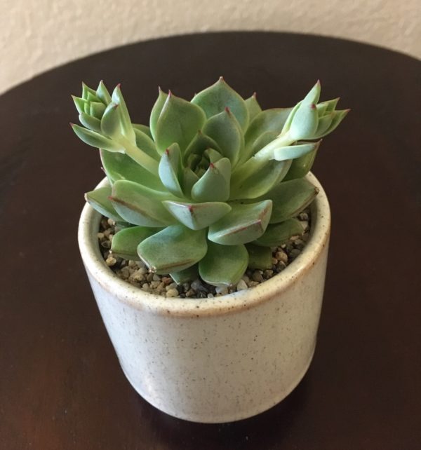 Small Echeveria Pot