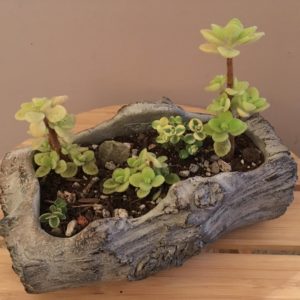 Log Planter