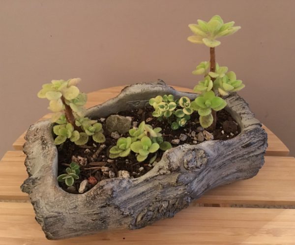 Log Planter