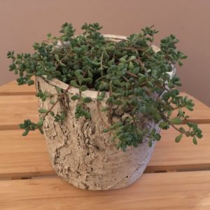 Birch Stump Planter