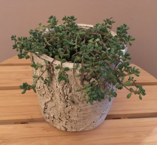 Birch Stump Planter