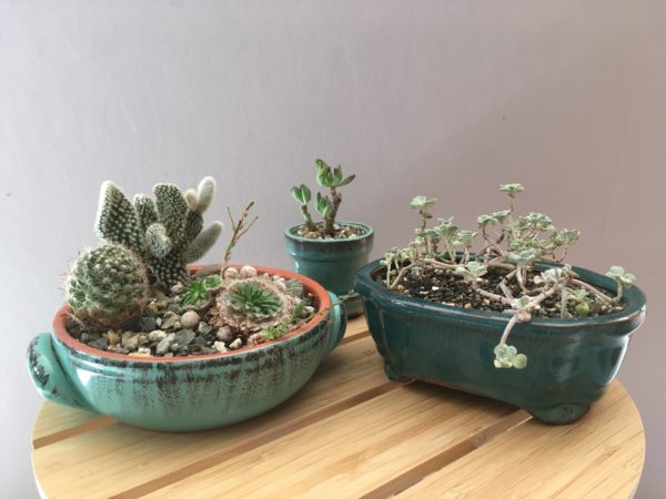 Teal Pots