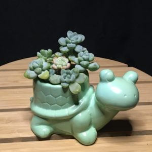 Turtle Planter