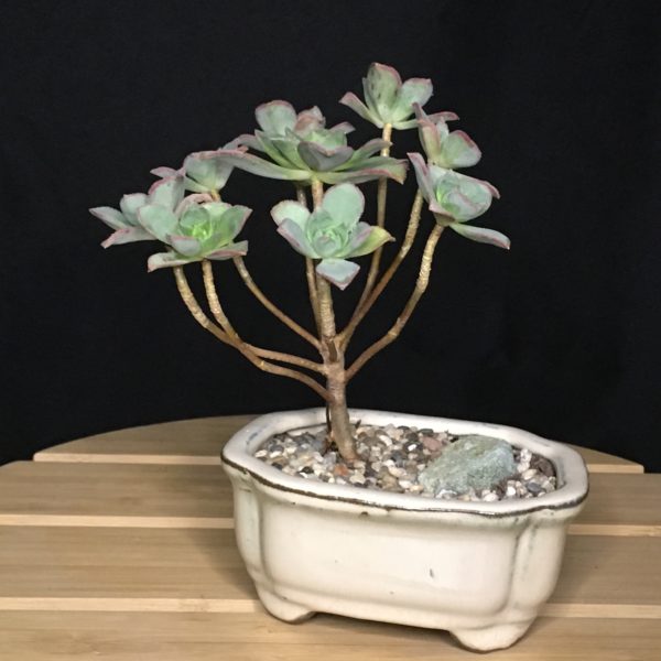 Aeonium Bonsai view 2