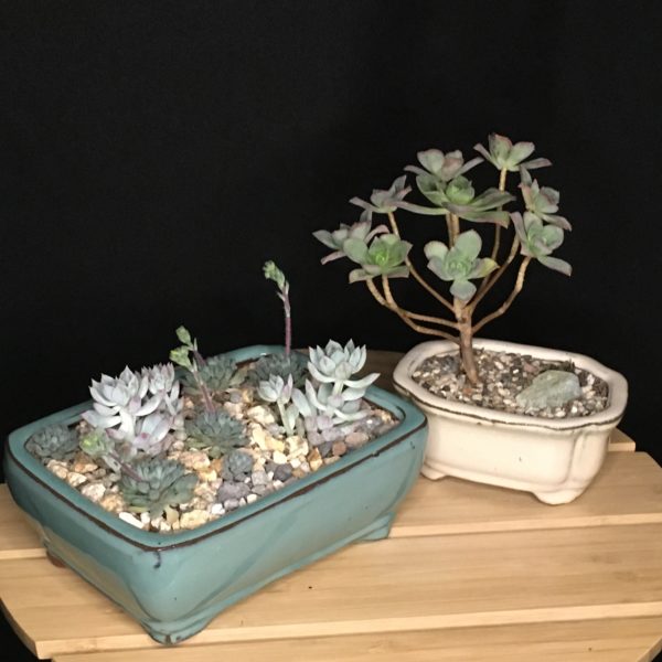 Bonsai Pots view 2