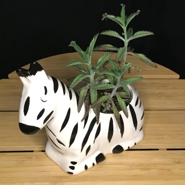 Zebra Planter