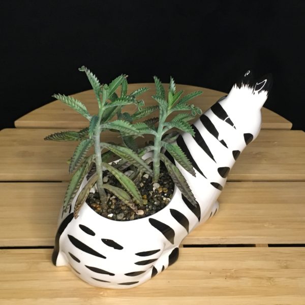 Zebra Planter back view