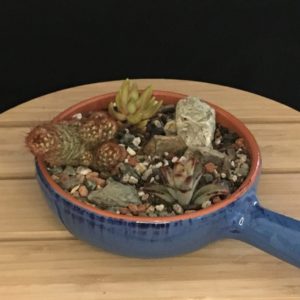 Blue Cactus Bowl new