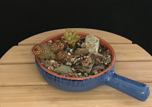 Blue Cactus Bowl new