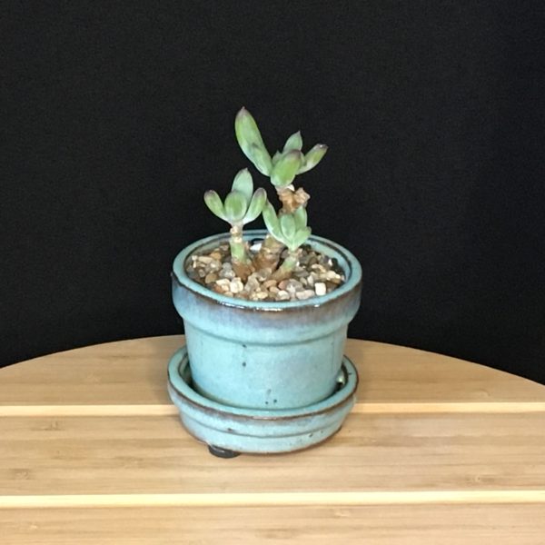 Teal Bonsai Pot