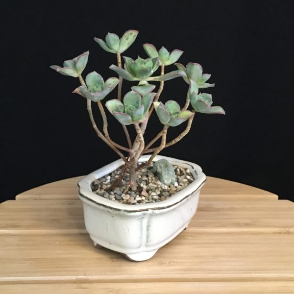 Aeonium Bonsai