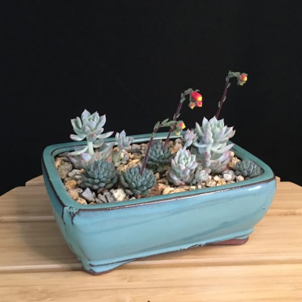 Succulent Garden