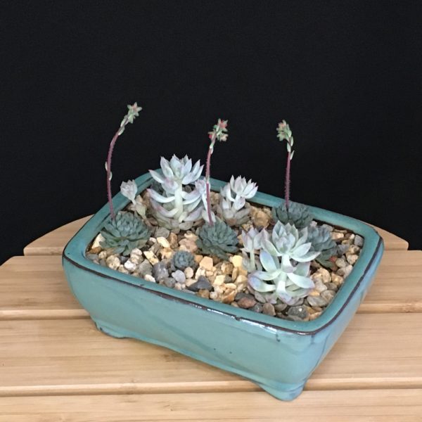 Succulent Garden view 3