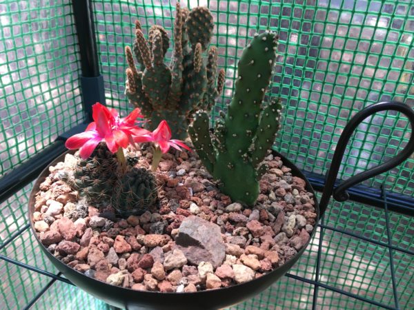 Bronze Cactus Tray with Bloom view 2