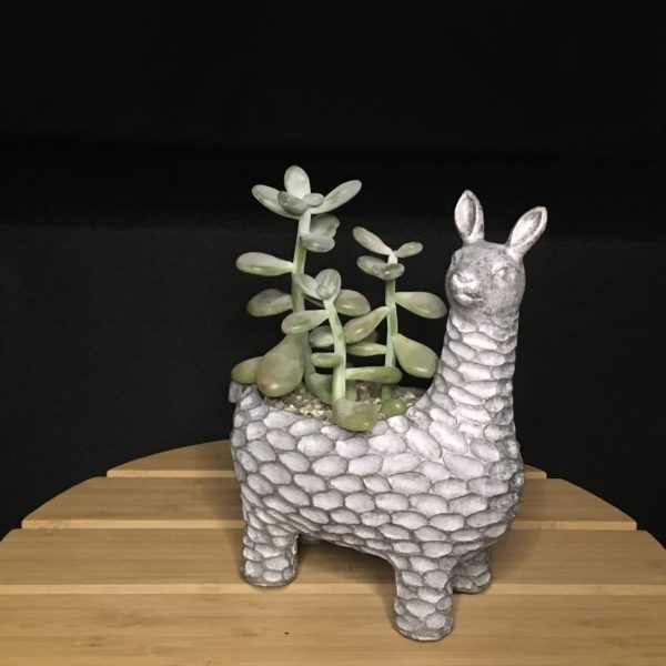 Llama Planter view 2