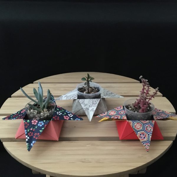 Succulent Star Boxes