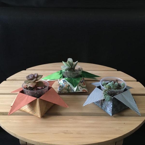 Succulent Star Boxes view 2