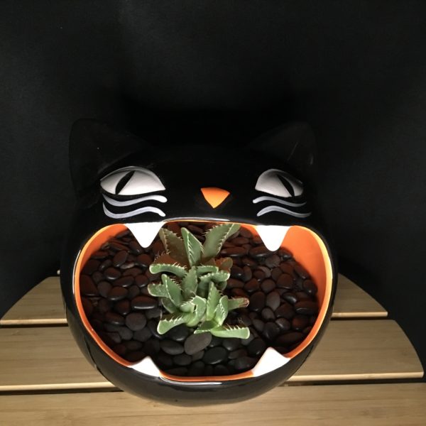 Black Cat Bowl