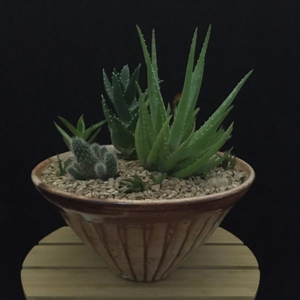 Desert Garden Bowl