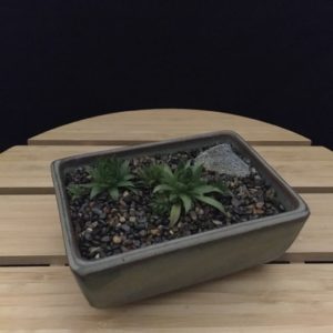 Tiny Dish Garden