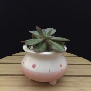 Pink Dots Pot