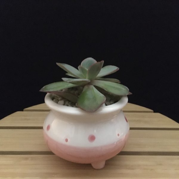 Pink Dots Pot view 2