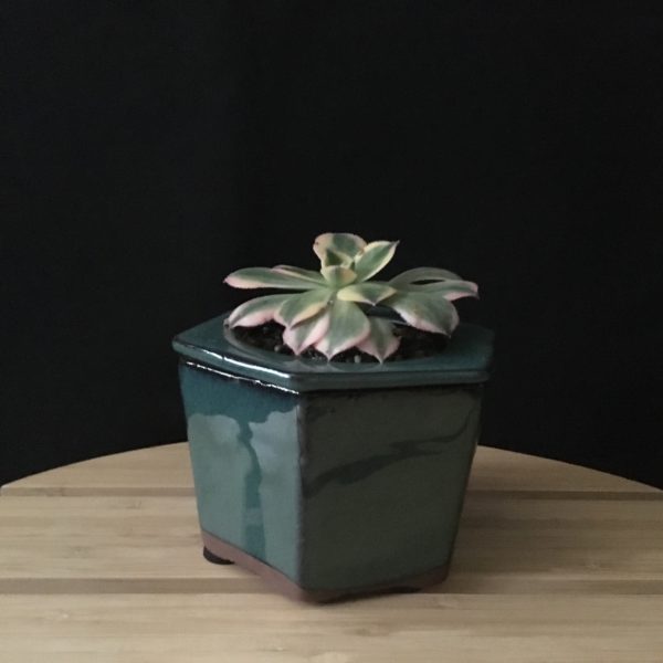 Hexagonal Pot