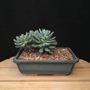 Echeveria Bonsai