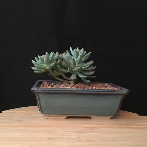 Echeveria Bonsai view 2