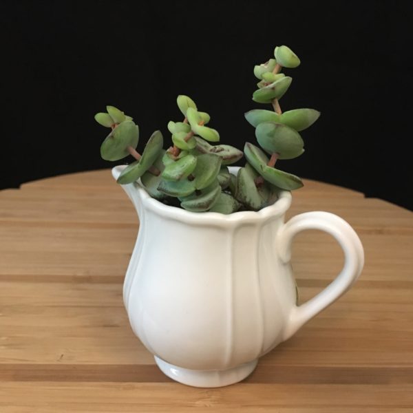 Tiny Pitcher