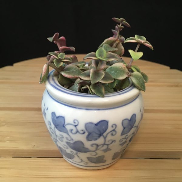 Ivy Pot