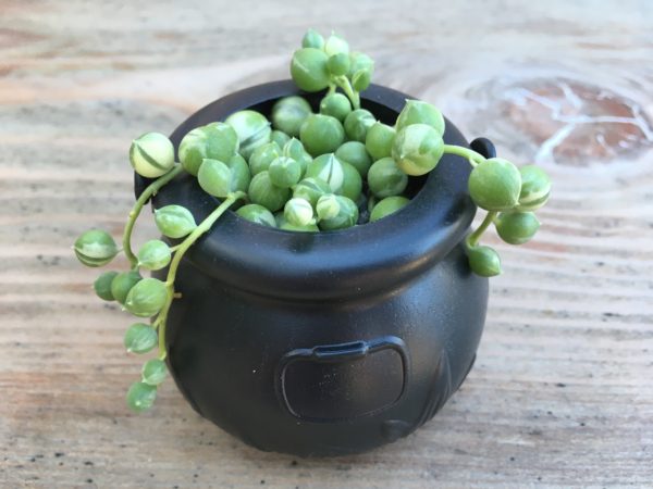 Tiny Cauldron