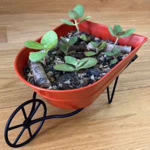 Wheelbarrow Planter