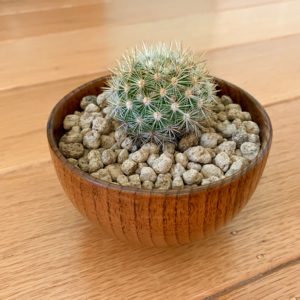 Wooden Cactus Bowl