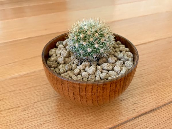 Wooden Cactus Bowl