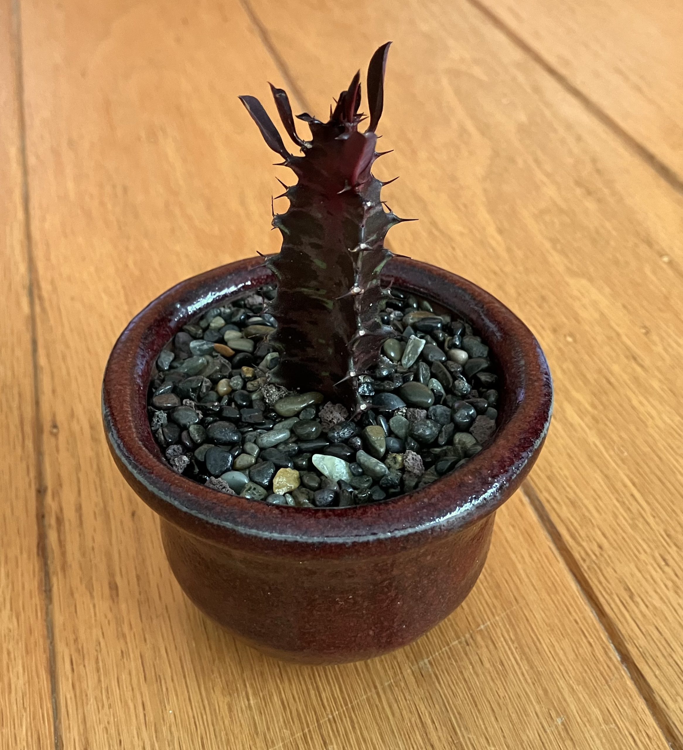 Deep Red Euphorbia