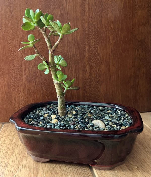 Jade Bonsai